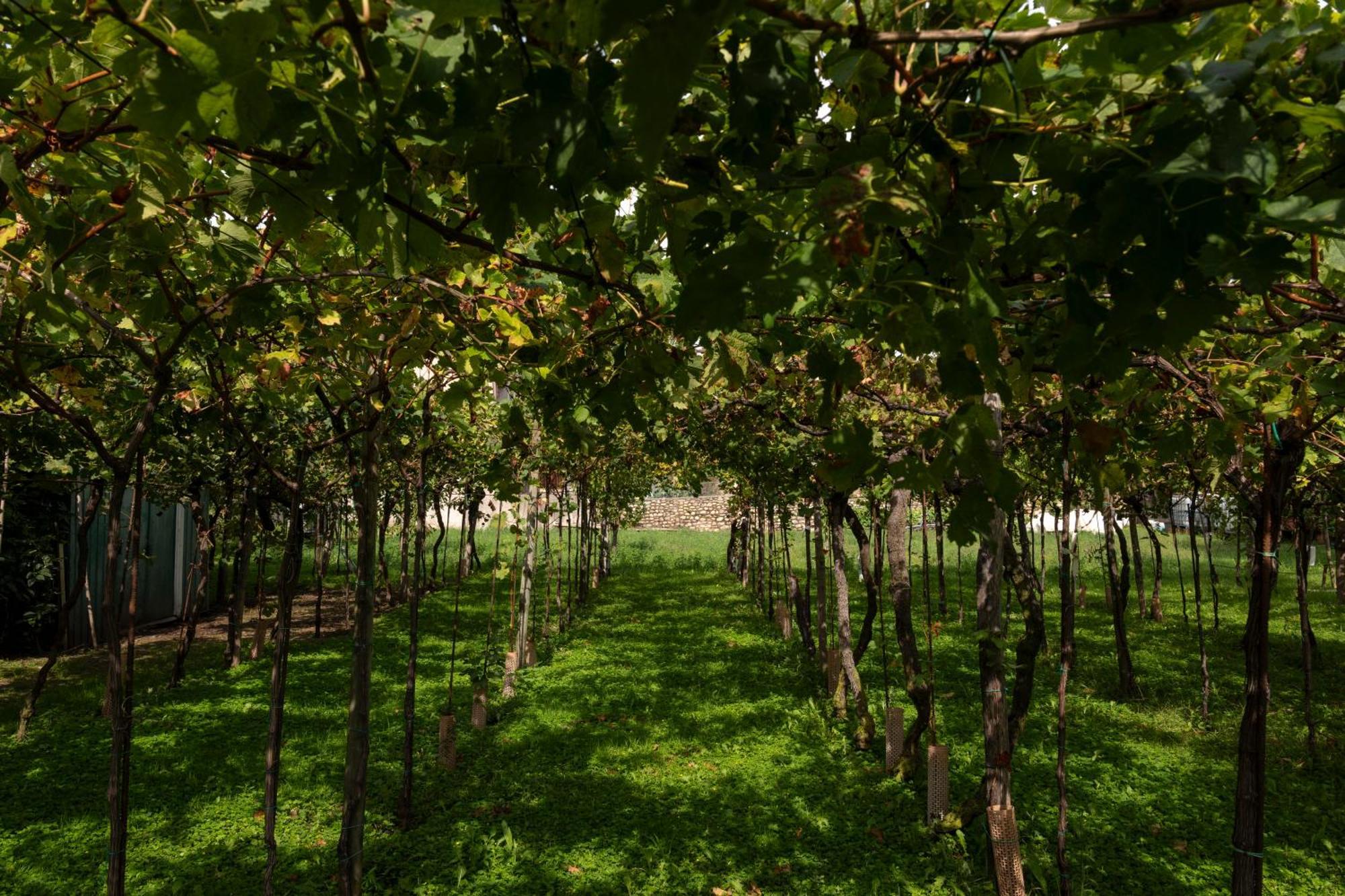 La Terrazza Sulle Vigne B&B Корте Франка Экстерьер фото
